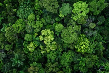 lush forests guardians of sustainable development aerial nature photography