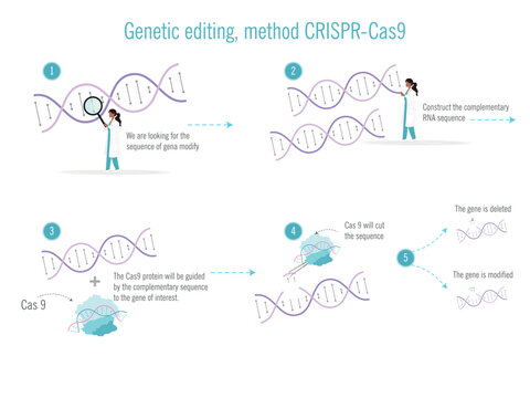 A woman is editing a genetic sequence. She is using a CRISPR Cas9 method. The image is a four-panel illustration of the proces