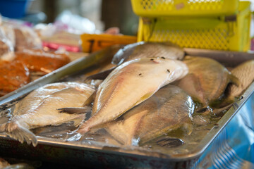 Fisch frischmarkt Fischmark