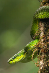 Green large-scale pit viper snake awaits its prey. A venomous serpent poised on a branch in South India's Western Ghats. Intense gaze and coiled stance indicate its readiness to strike.