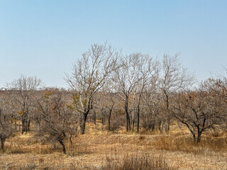 A field of trees with a clear blue sky in the background