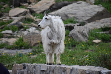 Wildlife, Mountains, and Forests in the northern USA