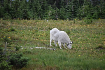 Obraz premium Wildlife, Mountains, and Forests in the northern USA