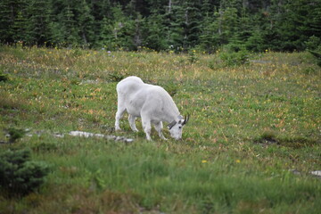 Obraz premium Wildlife, Mountains, and Forests in the northern USA