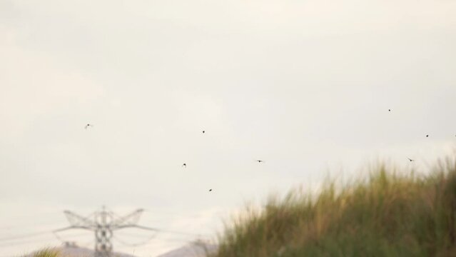 A flock of finches flying over a dune and in front of an electricity pylon