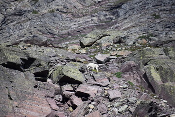 Wildlife, Mountains, and Forests in the northern USA