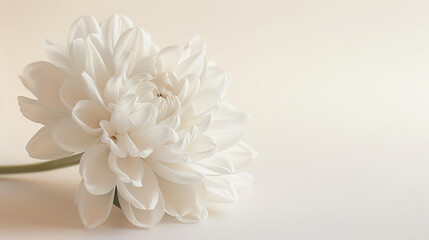 White flower on a beige background. The flower is in focus, with a blurred background. The image is soft and delicate.