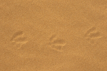 Footprints of a seagull on the sand at the beach.