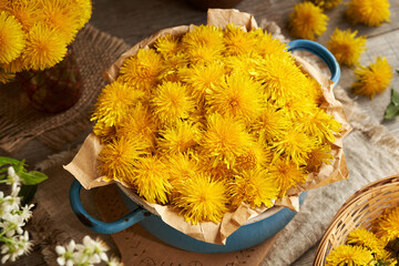 Fresh dandelion flowers in a blue pot on a table in spring - ingredient for herbal syrup