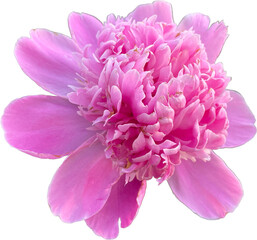 pink peony flower isolated