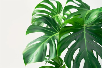 mystical monstera plant on crisp white background photorealistic digital illustration