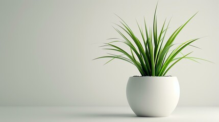 A beautiful minimalist photo of a single potted plant on a solid neutral background. The perfect image for adding a touch of greenery to any space.