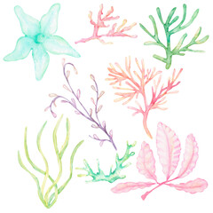 Set of watercolor seaweed and corals