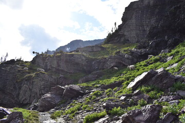 Wildlife, Forests, Mountains, and Landscapes in the northern USA