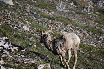 Naklejka premium Wildlife, Forests, Mountains, and Landscapes in the northern USA