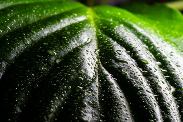 macro leaf with water drops
