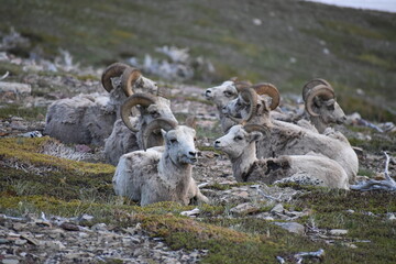 Wildlife, Forests, Mountains, and Landscapes in the northern USA