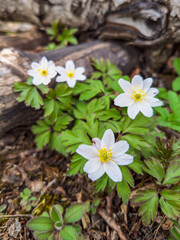 blühende Anemone - 782256836