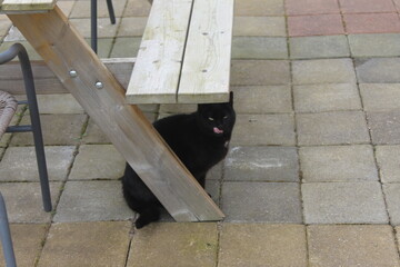 Friends, Chirstmas, cat and more vibes