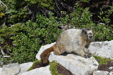 Wildlife, Forests, Mountains, and Landscapes in the northern USA