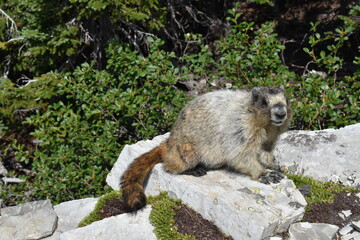 Wildlife, Forests, Mountains, and Landscapes in the northern USA