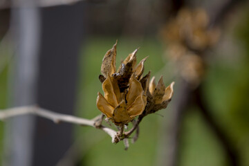 spider on a plant