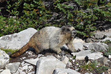 Wildlife, Forests, Mountains, and Landscapes in the northern USA