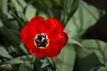 red and yellow tulip