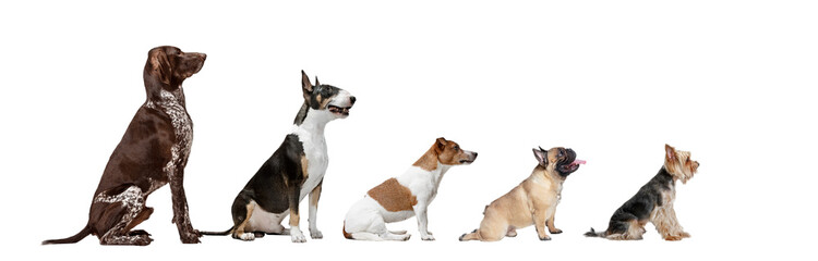 Image of different purebred dogs big and little sitting against transparent background. Side view....