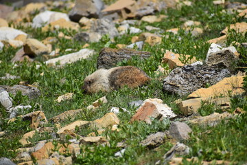 Wildlife, Forests, Mountains, and Landscapes in the northern USA