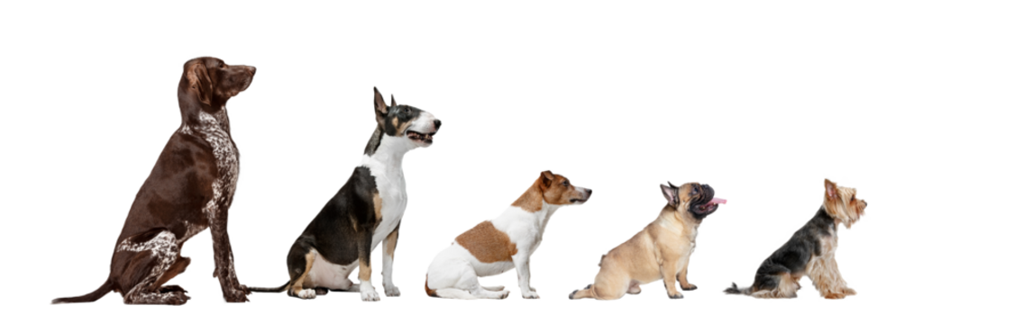 Image of different purebred dogs big and little sitting against transparent background. Side view. Concept of animals, pet friend, grooming and care, domestic life, veterinary, canine food. Ad