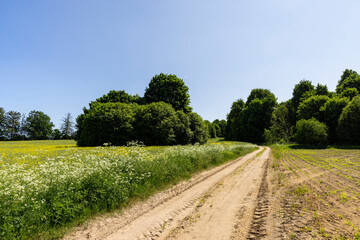 country road in the summer season