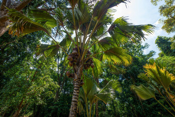 Palm tree in Sri Lanka


