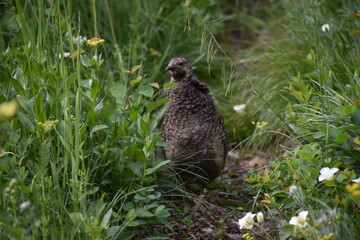 Wildlife, Forests, Mountains, and Landscapes in the northern USA