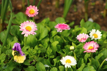 Fototapeta premium a bunch of flowers that are in a pot. daisy flower