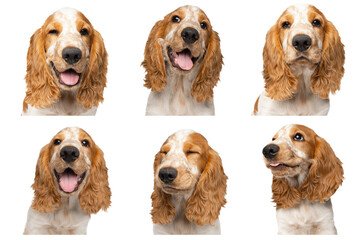 Collage. Cute, playful, smiling Cocker Spaniel dog posing against transparent background. Emotive animal. Concept of motion, movement, pets love, animal life. Looks extremely happy.