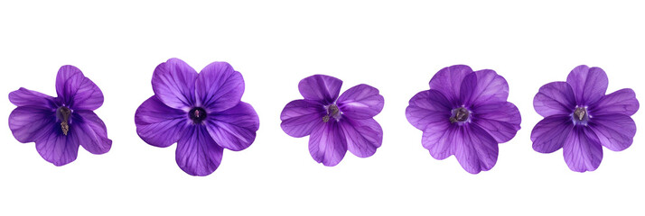 Vivid Violet Flowers Isolated Row