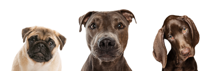 Collage. Beautiful purebred dogs of pug, American pit bull terrier and Weimaraner looking at camera against transparent background. Concept of domestic animal life, motion, pets love