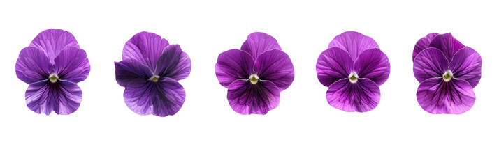 Vivid Violet Flowers Isolated Row
