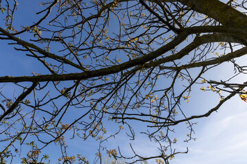 Obraz premium blooming walnut tree in the orchard