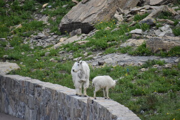 Wildlife, Forests, Mountains, and Landscapes in the northern USA