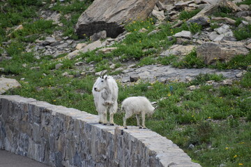 Wildlife, Forests, Mountains, and Landscapes in the northern USA