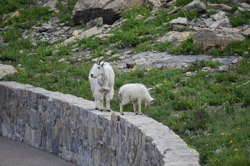 Wildlife, Forests, Mountains, and Landscapes in the northern USA
