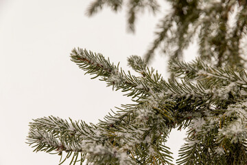 Obraz premium small fir needles spruce in the winter season