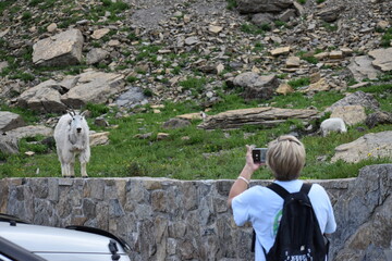 Wildlife, Forests, Mountains, and Landscapes in the northern USA