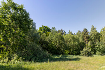 rural area with different deciduous trees in a mixed forest