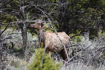 Wildlife, Forests, Mountains, and Landscapes in the northern USA