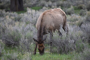 Wildlife, Forests, Mountains, and Landscapes in the northern USA