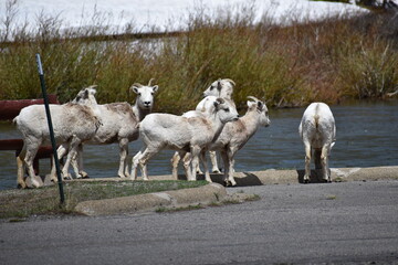 Wildlife, Forests, Mountains, and Landscapes in the northern USA