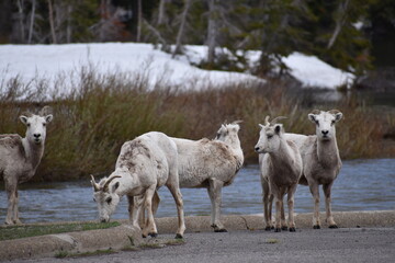 Wildlife, Forests, Mountains, and Landscapes in the northern USA